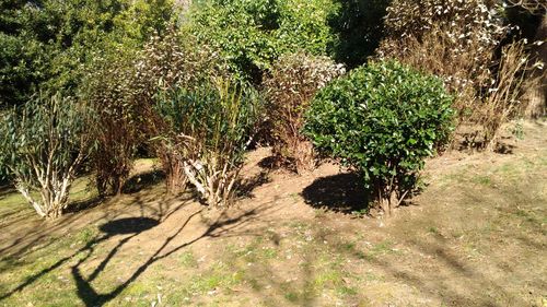 Plants growing on field