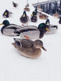 High angle view of mallard ducks in snow