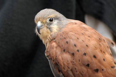 Close-up of a bird