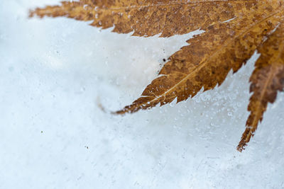 Close-up of frozen water