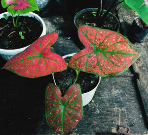 High angle view of autumn leaves on table