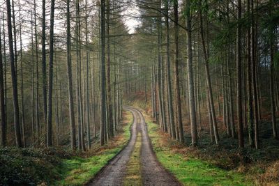 Dirt road amidst trees in forest