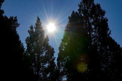 Sun shining through trees