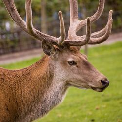 Close-up of deer on field