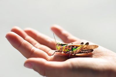 Close-up of hand holding insect