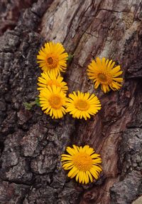 Close-up of yellow flowering plant on tree trunk