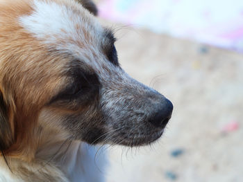 Close-up of dog looking away