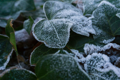 Close-up of plant