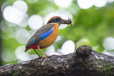 Low angle view of bird eating insect while perching on tree trunk