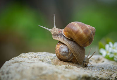 Close-up of snails on rock