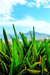 Plants growing on field against sky