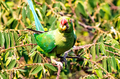 Close-up of bird perching on plant