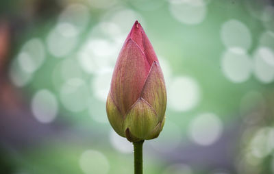 Close-up of pink flower bud