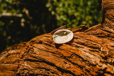 Close-up of bread on rock against tree trunk