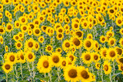 Full frame shot of sunflower field