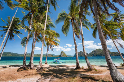 Palm trees on beach against sky