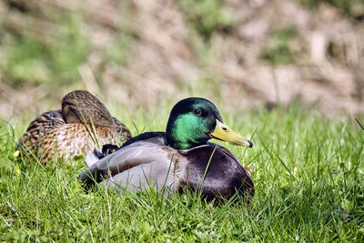 Mallard duck on field