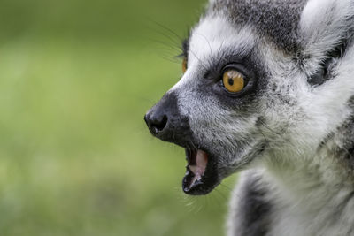 Close-up of lemur looking away
