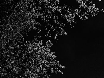 Low angle view of trees against sky