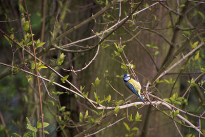 Close-up of bird perching on branch