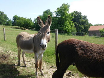 Horses grazing on grassy field