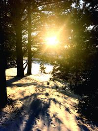 Sun shining through trees in forest