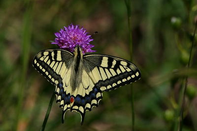 Close-up of butterfly pollinating on purple flower