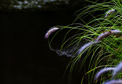 Close-up of purple flowering plant