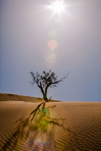 Tree on desert against clear sky on sunny day