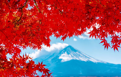 Red maple leaves in mt.fuji