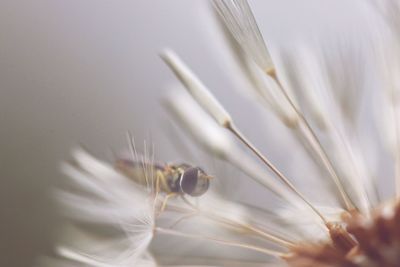 Close-up of insect on white flower