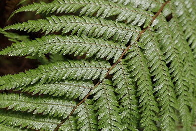 Close-up of fern growing in forest during winter