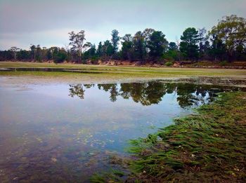 Reflection of trees in water