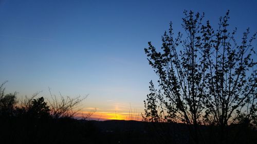 Silhouette of trees at sunset