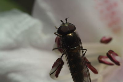 Close-up of insect