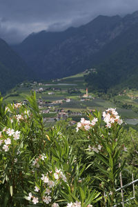 Scenic view of flowering plants and mountains against sky