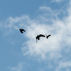 Low angle view of seagull flying against sky