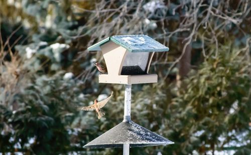 Finch birds and birdhouse against plants