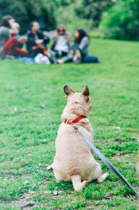 Rear view of dog against friends sitting at grassy field