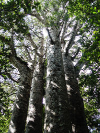 Low angle view of trees in forest