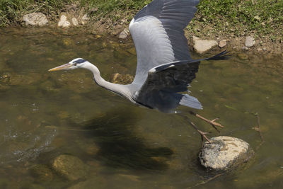High angle view of heron on rock in lake