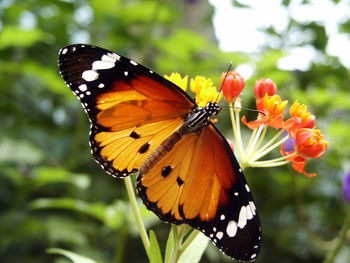 Close-up of butterfly pollinating on flower