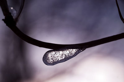 Close-up of leaf against sky