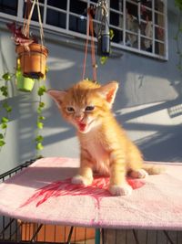 Portrait of cat sitting on table