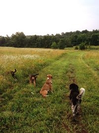 Dogs on field against clear sky