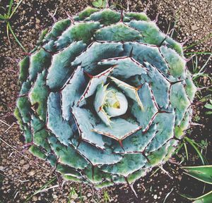 High angle view of succulent plant on field