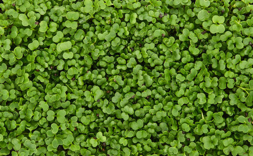 Full frame shot of green leaves