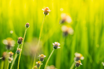 Close-up of flowering plant