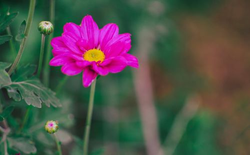 Close-up of pink flower