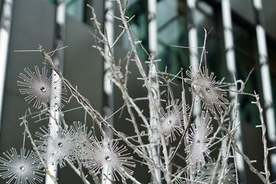 Close-up of wilted plant